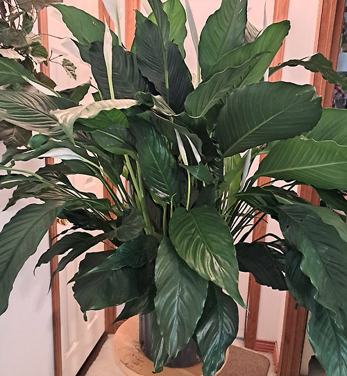 Peace Lily of Comfort