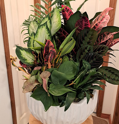 Lush Life Dish Garden